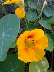 Tropaeolum majus