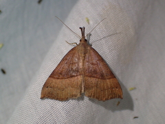 Hypena proboscidalis