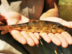 Hypentelium nigricans