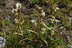 Penstemon