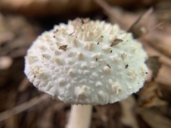 Amanita cokeri