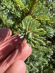 Picea engelmannii