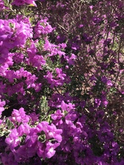 Leucophyllum frutescens