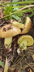 Tricholoma equestre