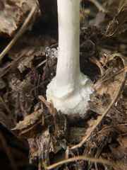 Amanita cokeri