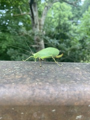 Pterophylla camellifolia