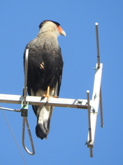 Caracara plancus