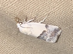 Ponometia elegantula