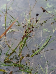 Juncus articulatus