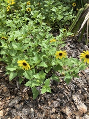 Helianthus debilis