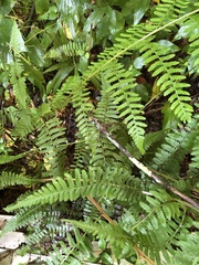 Athyrium