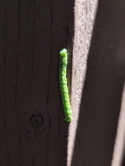 Trichoplusia ni