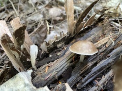 Pluteus cervinus