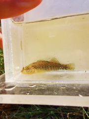 Etheostoma caeruleum