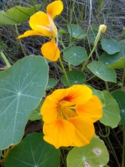 Tropaeolum majus