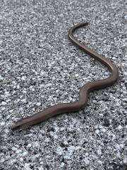 Anguis fragilis