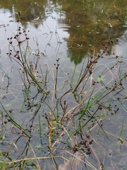 Juncus articulatus