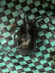 Amaurobius