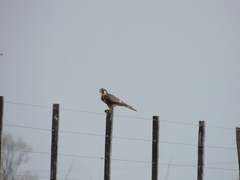 Falco femoralis