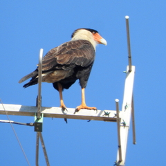 Caracara plancus