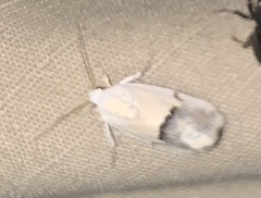 Ponometia elegantula