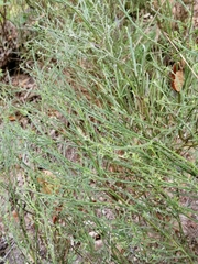 Cytisus scoparius