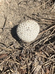 Lycoperdon marginatum