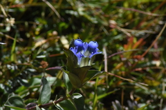 Gentiana parryi