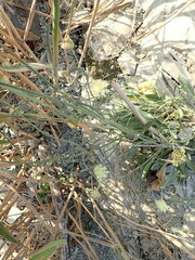 Cephalaria coriacea