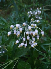 Anaphalis margaritacea
