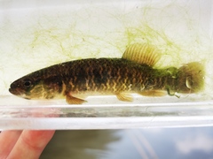 Umbra limi