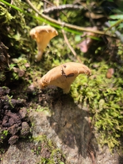 Lentinus flexipes