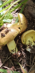 Tricholoma equestre