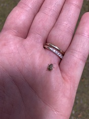 Dendrocoris humeralis