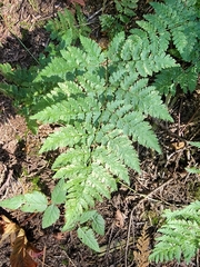 Dryopteris expansa