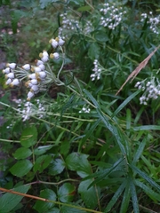Anaphalis margaritacea