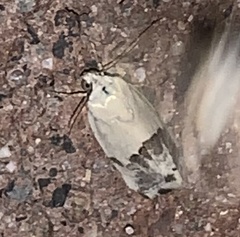 Ponometia elegantula