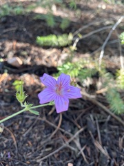 Geranium viscosissimum