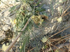 Cephalaria coriacea