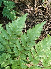 Dryopteris expansa
