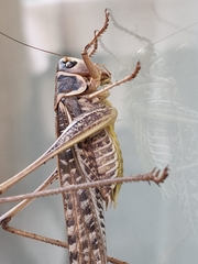 Decticus albifrons