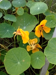 Tropaeolum majus