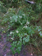 Anaphalis margaritacea
