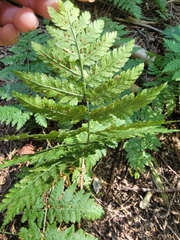 Dryopteris expansa
