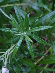 Anaphalis margaritacea