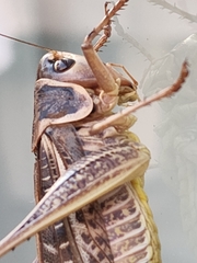 Decticus albifrons