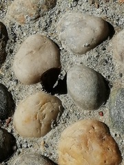 Satyrinae