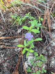 Dyschoriste oblongifolia