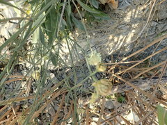 Cephalaria coriacea