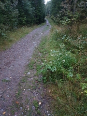 Anaphalis margaritacea